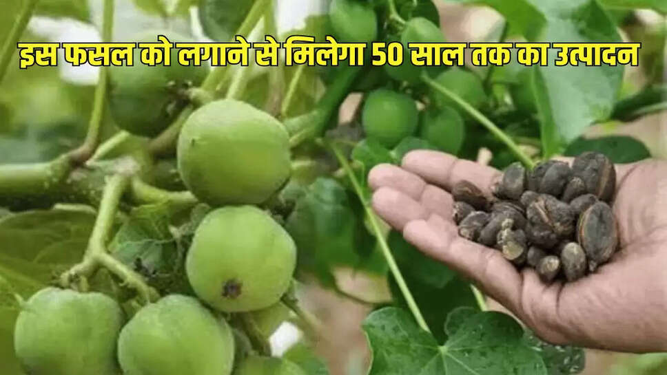 इस फसल को लगाने से मिलेगा 50 साल तक का उत्पादन