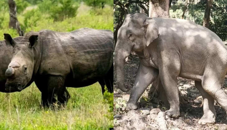 एमपी-यूपी बनेंगे जंगली जानवरों का घर