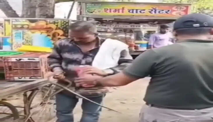 snake
