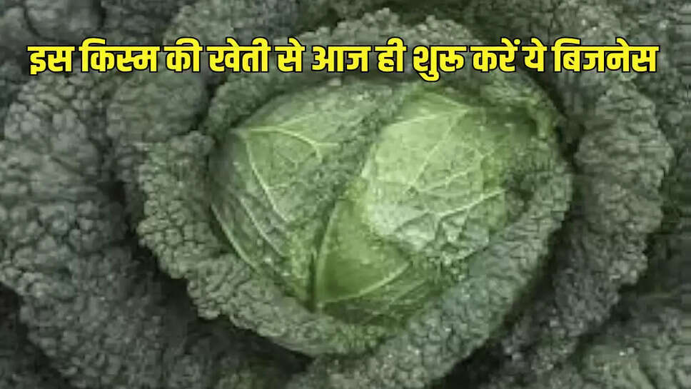 इस किस्म की खेती से आज ही शुरू करें ये बिजनेस