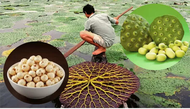 कम लागत में आज ही शुरू करें इस फसल की खेती