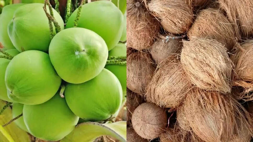नारियल के भाव 