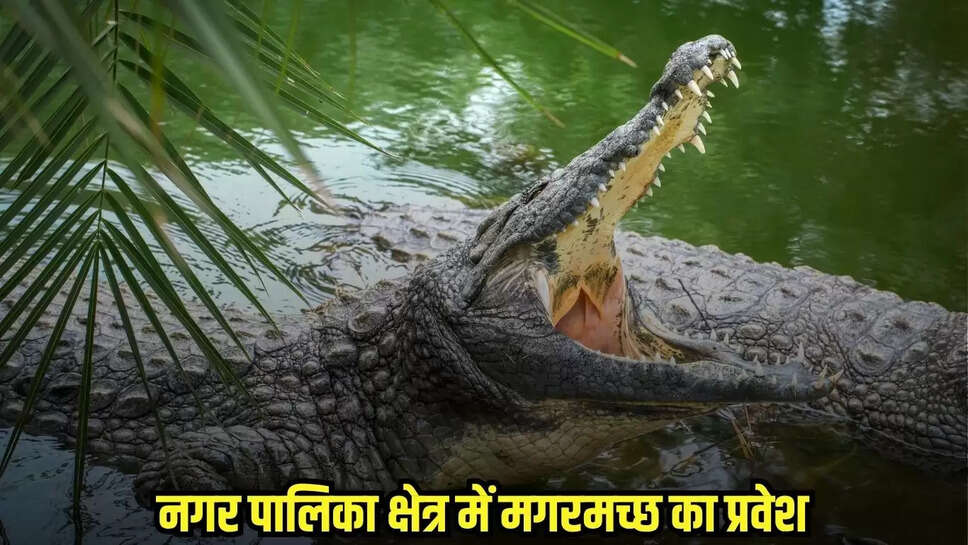 Bina News