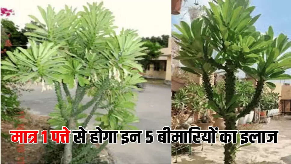 मात्र 1 पत्ते से होगा इन 5 बीमारियों का इलाज