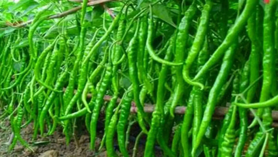 मिर्च 