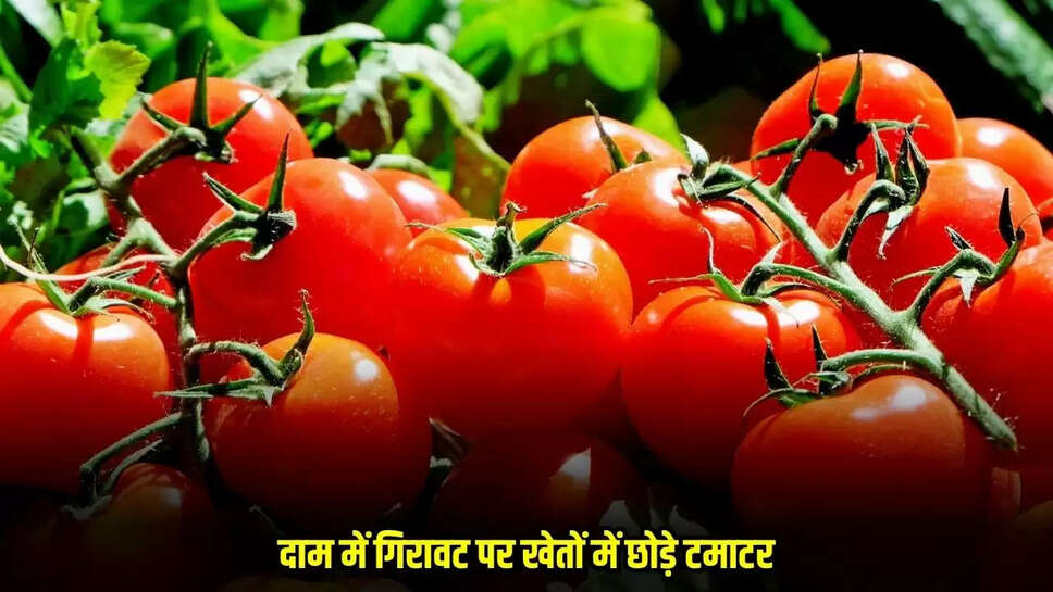 Chhatarpur News