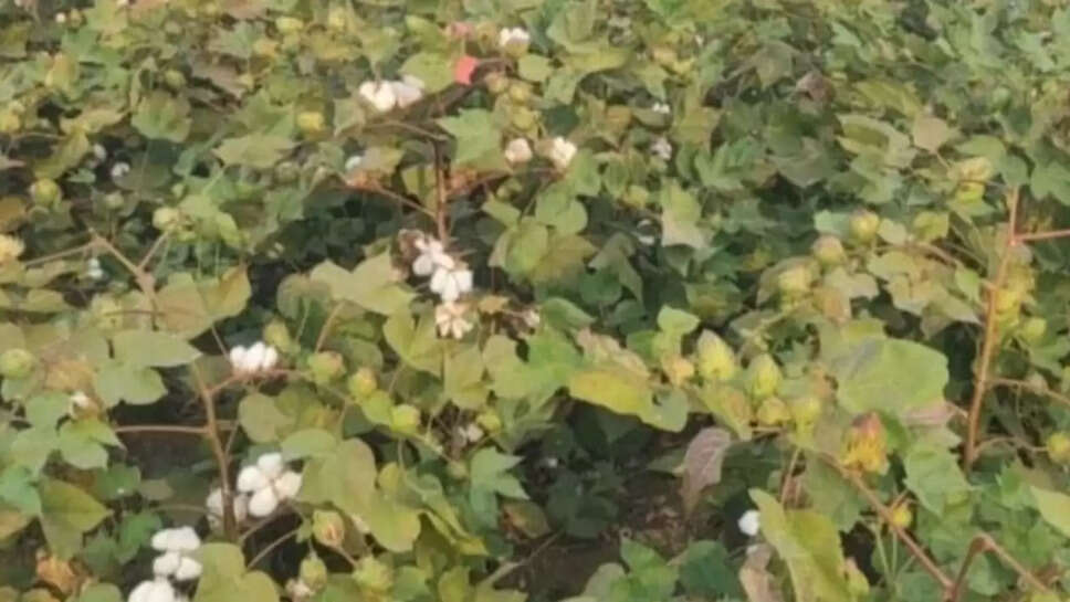 कपास की फसल