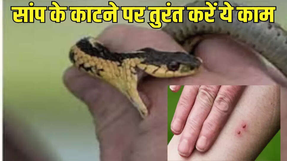 सांप के काटने पर तुरंत करें ये काम