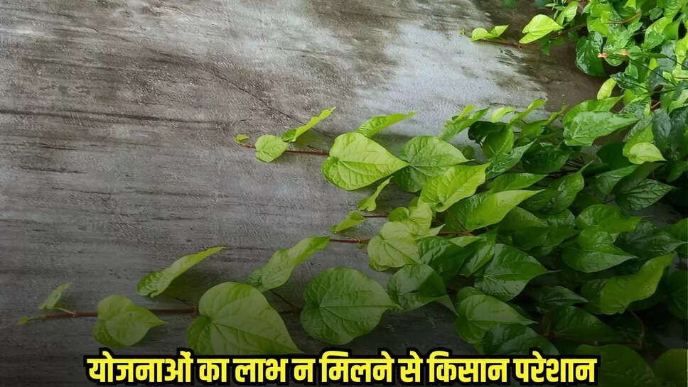 Chhatarpur News