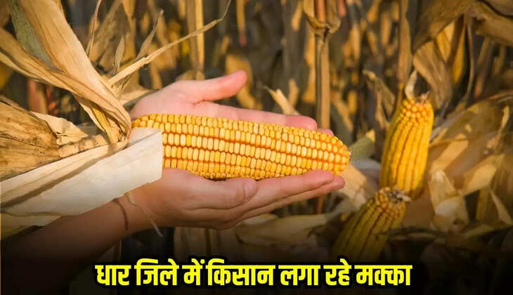 Dhaar News
