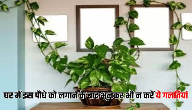 घर में इस पौधे को लगाने के बाद भूलकर भी न करें ये गलतियां