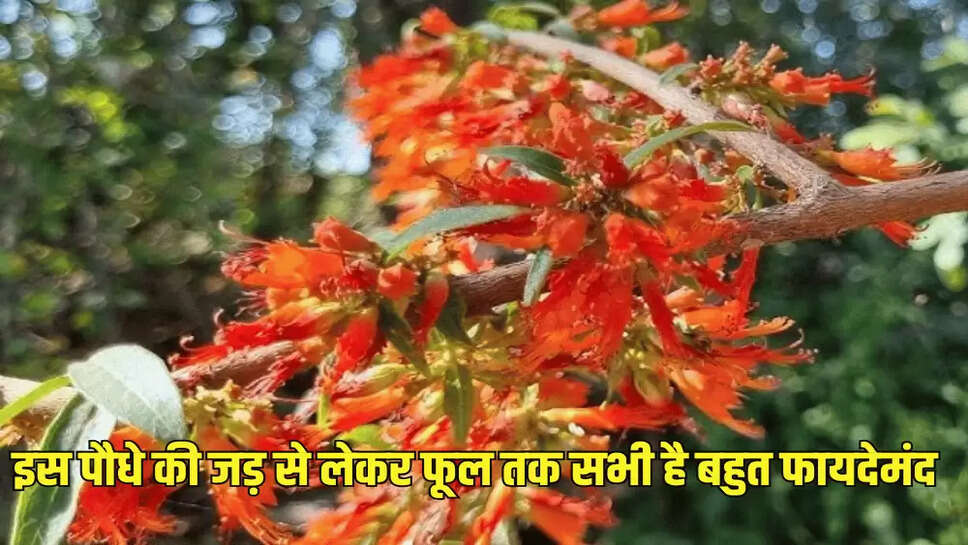 इस पौधे की जड़ से लेकर फूल तक सभी है बहुत फायदेमंद