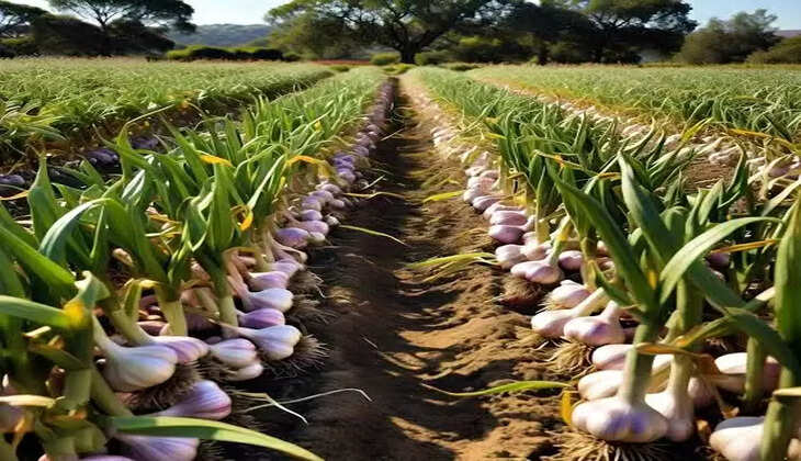 Garlic farming 