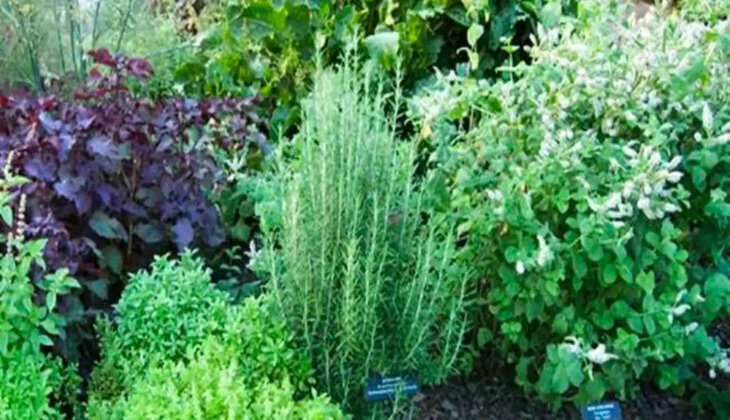  रसायन वन व ह्युमन हेल्थ हर्बल गार्डन 