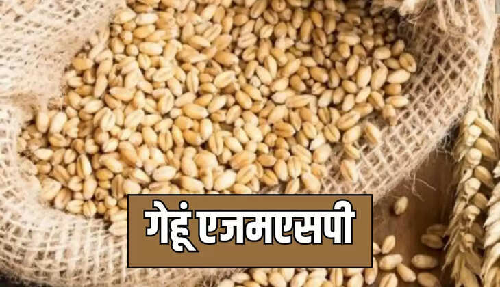 How much MSP increased for which crop