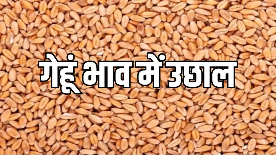 wheat price