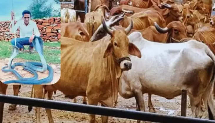 गायों के इलाज
