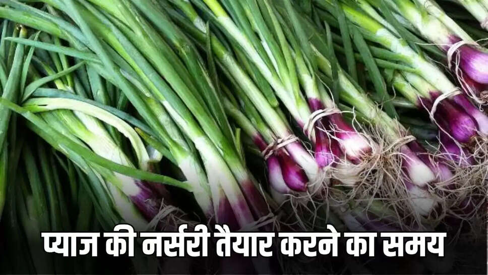 Plant onion nursery