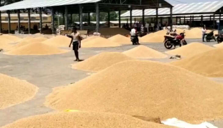 सोयाबीन का सीजन