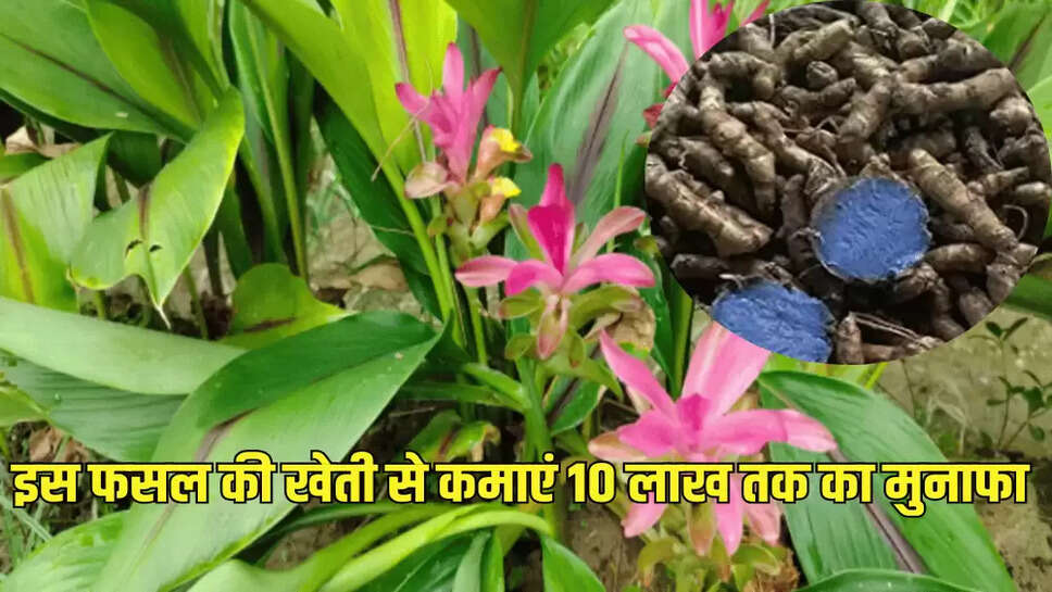 इस फसल की खेती से कमाएं 10 लाख तक का मुनाफा