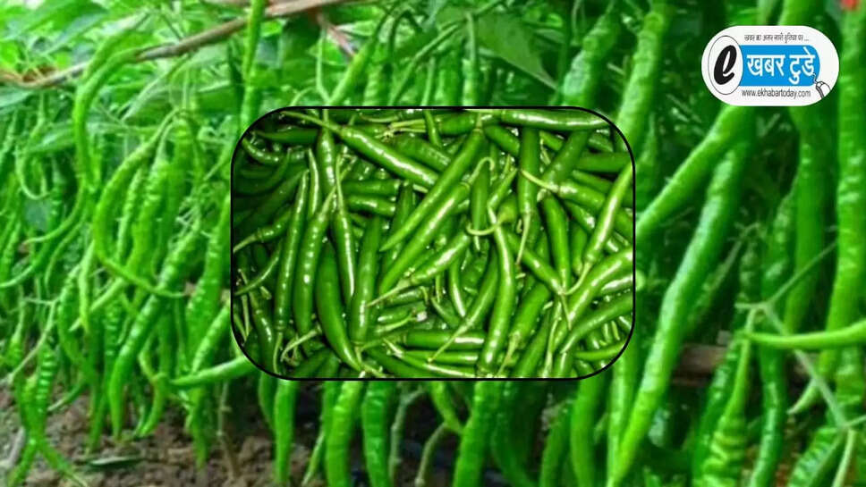 हरी मिर्च 