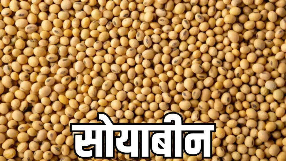 soybean stocks