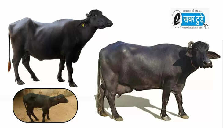 मुर्रा भैंस
