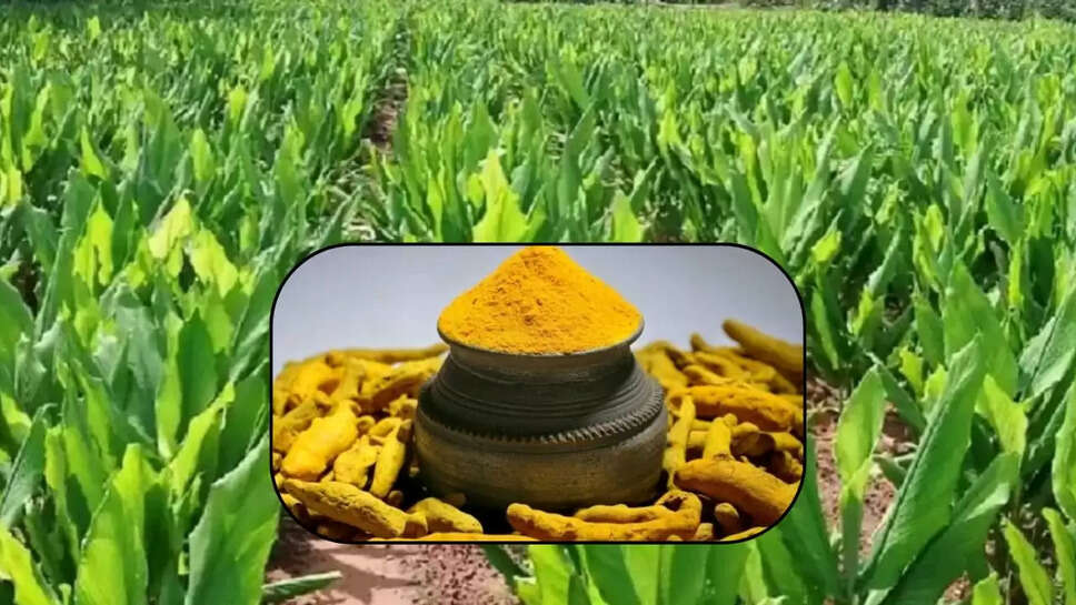  भाव में तेजी