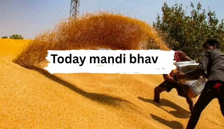 Today mandi bhav