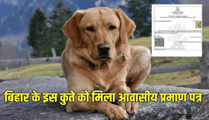 बिहार के इस कुते को मिला आवासीय प्रमाण पत्र