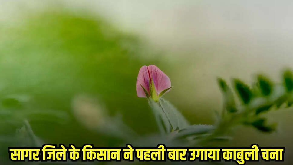 Chhatarpur News