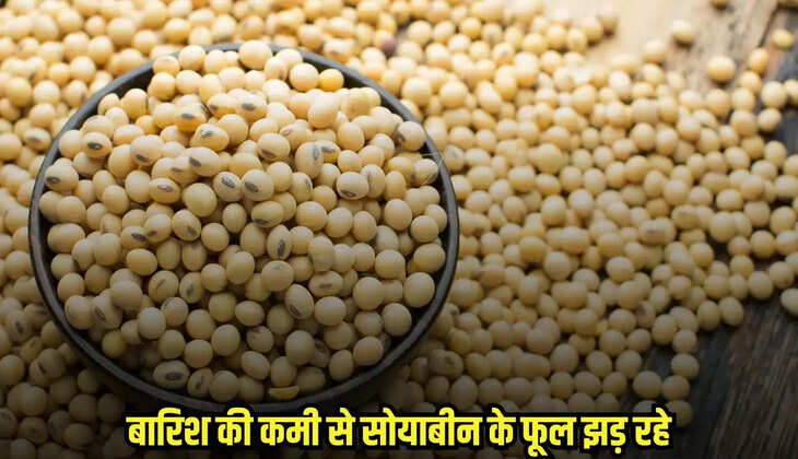 Dhaar News
