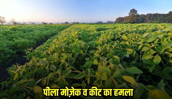 Damoh news, MP news,