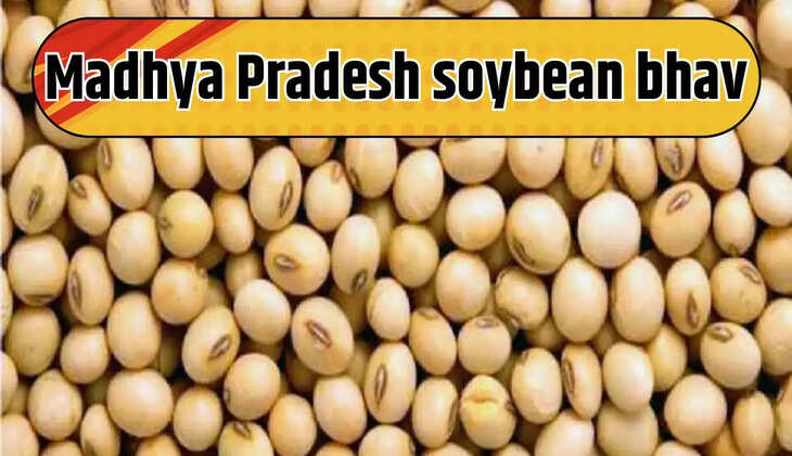 Madhya Pradesh soybean price