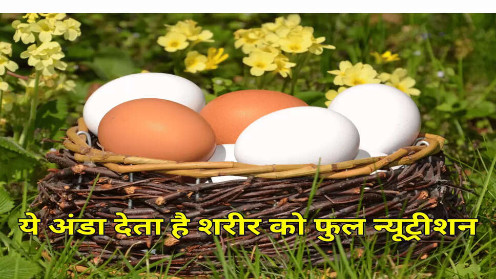  ये अंडा देता है शरीर को फुल न्यूट्रीशन