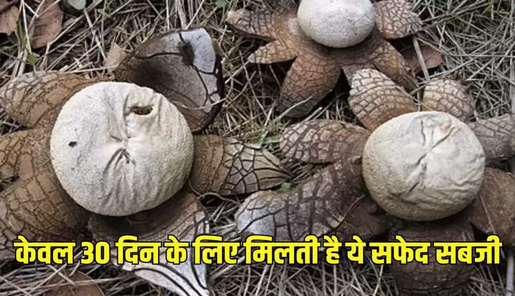 केवल 30 दिन के लिए मिलती है ये सफेद सब्जी