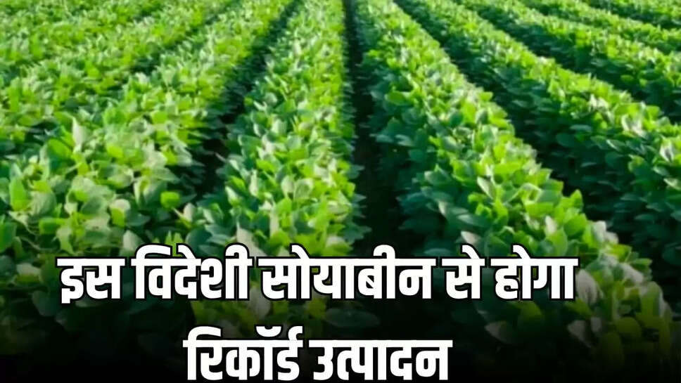 विदेशी सोयाबीन