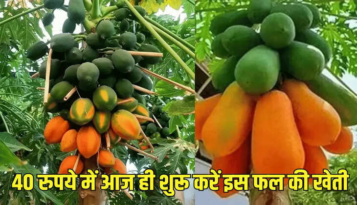 40 रुपये में आज ही शुरू करें इस फल की खेती