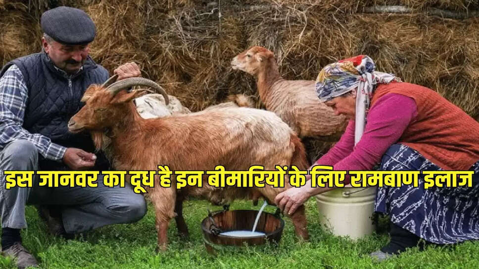 इस जानवर का दूध है इन बीमारियों के लिए रामबाण इलाज