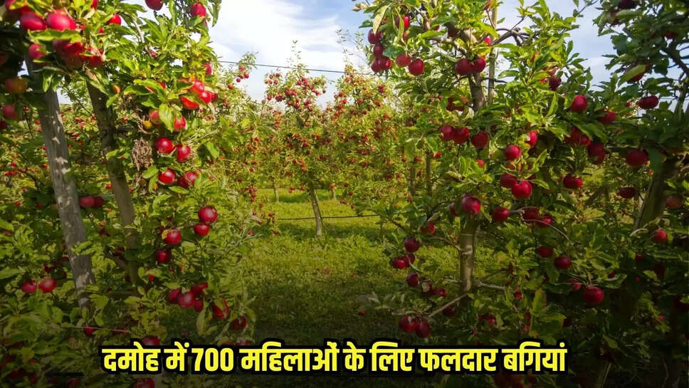 Damoh news, MP news,