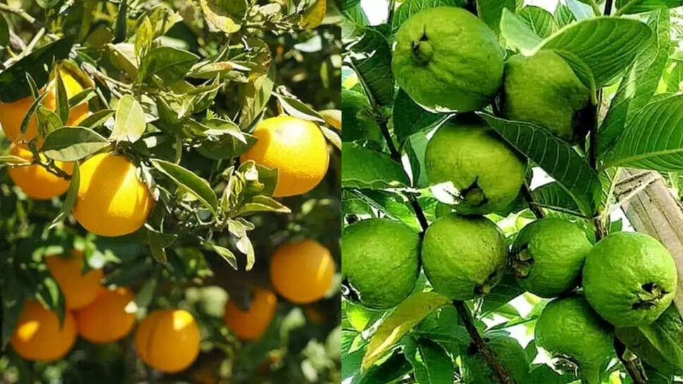 माल्टा,अमरूद के बाग