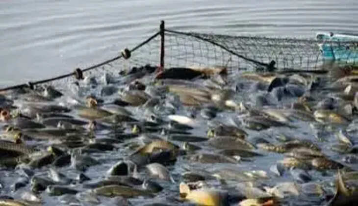 fish