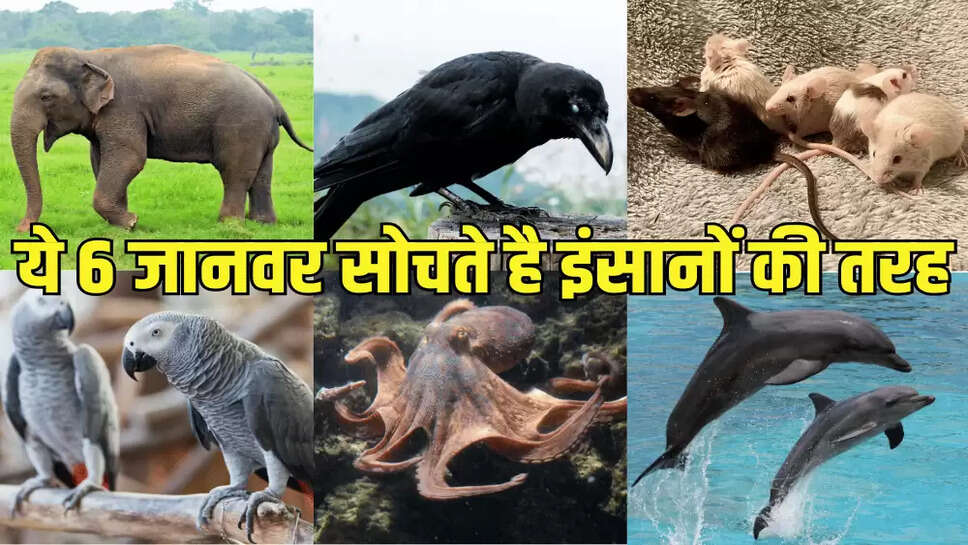 ये 6 जानवर सोचते है इंसानों की तरह
