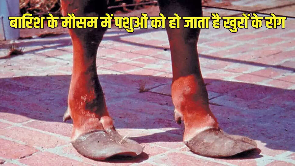 बारिश के मौसम में पशुओं को हो जाता है खुरों के रोग