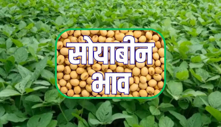 सोयाबीन 
