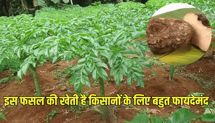 इस फसल की खेती है किसानों के लिए बहुत फायदेमंद