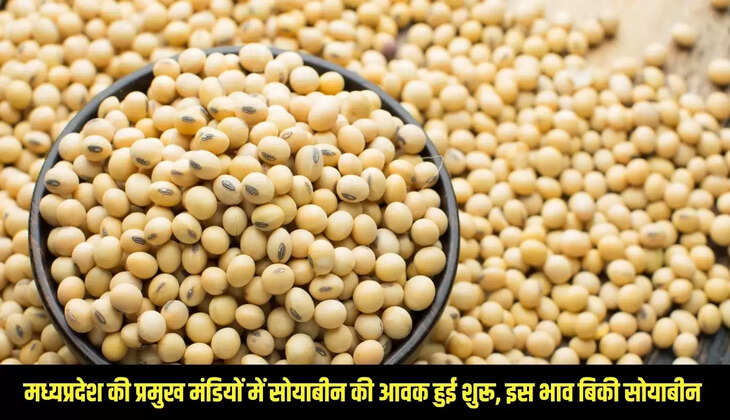 Soybean Bhav : मध्यप्रदेश की प्रमुख मंडियों में सोयाबीन की आवक हुई शुरू, इस भाव बिकी सोयाबीन&nbsp;