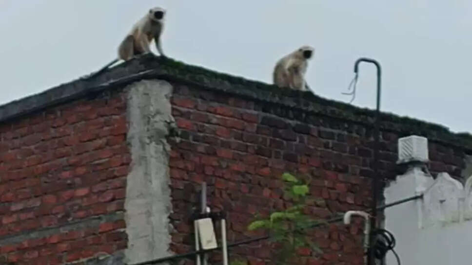 monkey