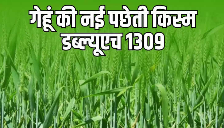 गेहूं की नई पछेती किस्म 1309 