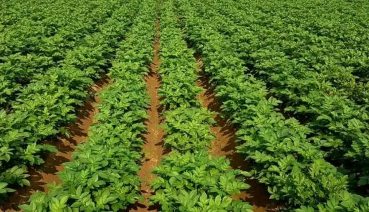 आलू की बिजाई